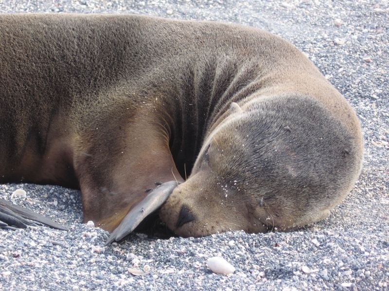 sea lion Galapagos sleeping pinniped pinnipeds flipper baby